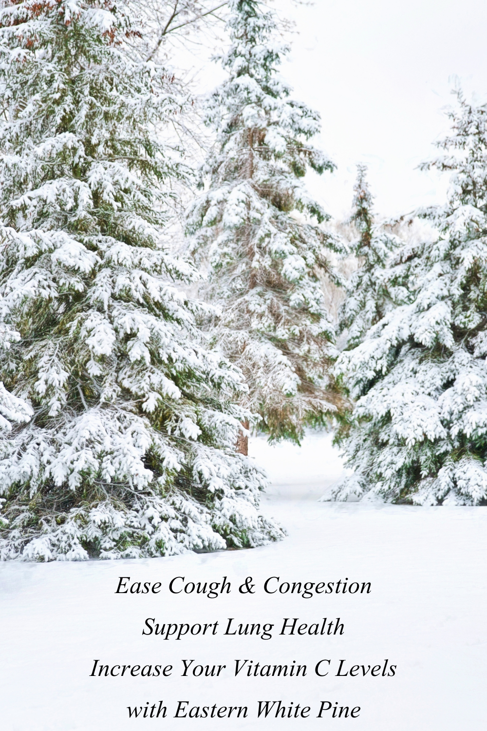 Eastern White Pine: A Gentle Herbal Ally for Seasonal Wellness