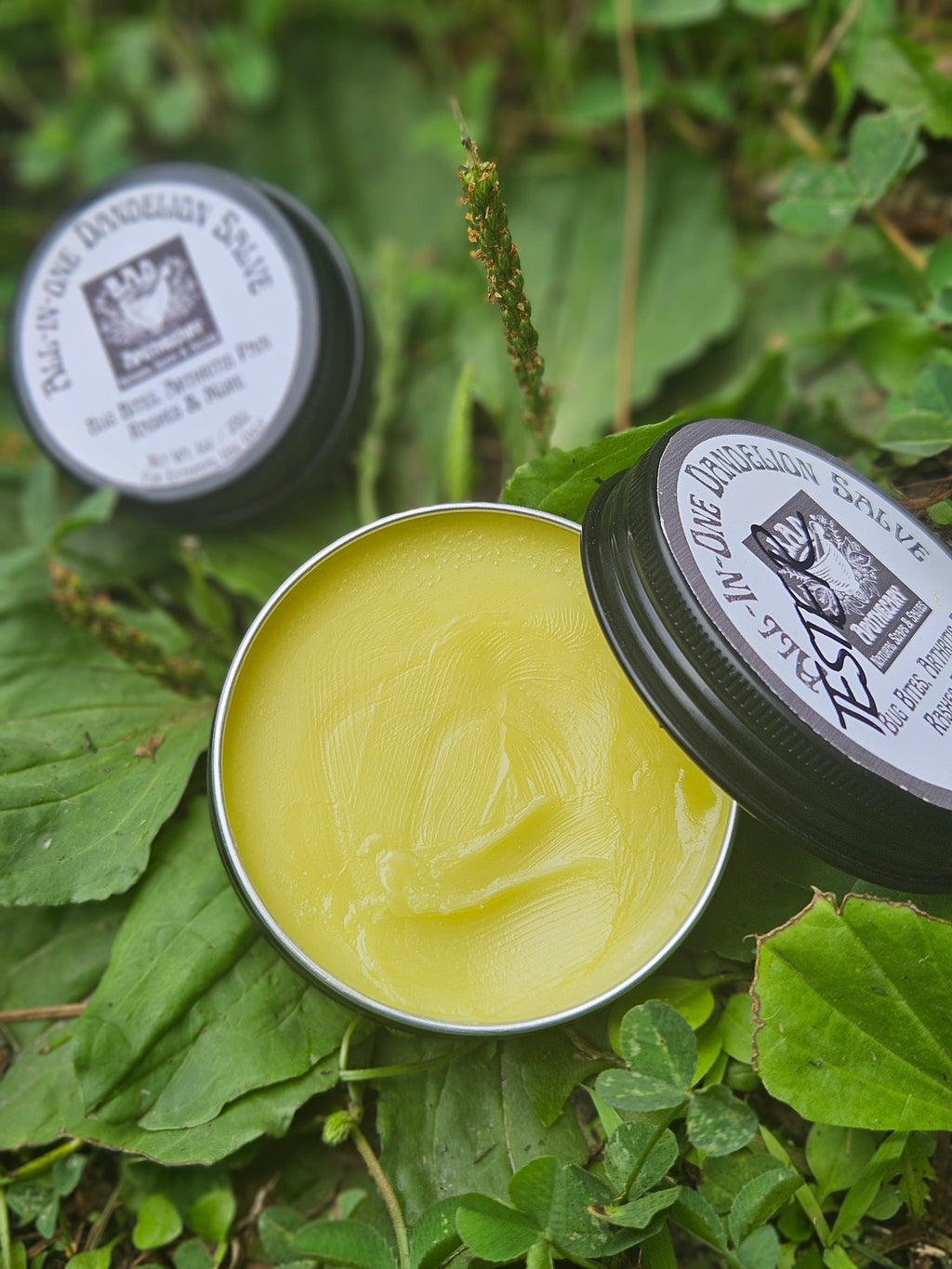 All-in-One Dandelion Salve, All Natural and Wildcrafted with Dandelion, Lavender, and Tea Tree Essential Oils